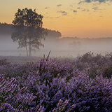 Sunrise at the heathlands